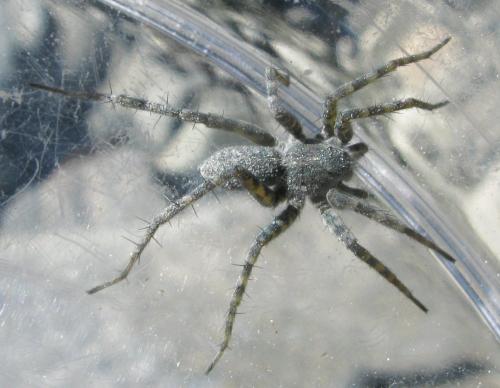 Réf. 36 181 : Pardosa saturatior
