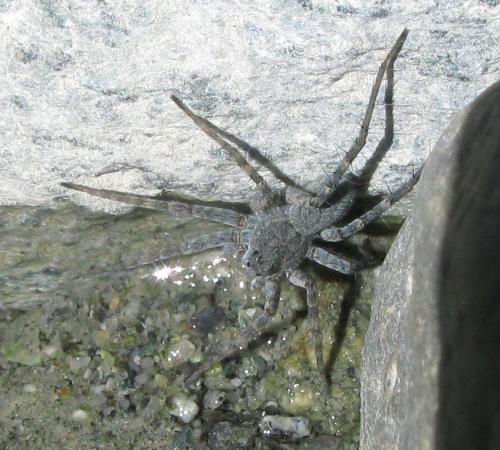 Pardosa saturatior