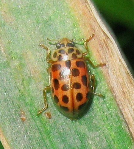 Anisosticta novemdecimpunctata