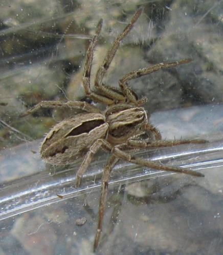 Thanatus sp.