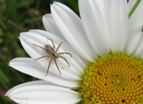Thanatus sp.