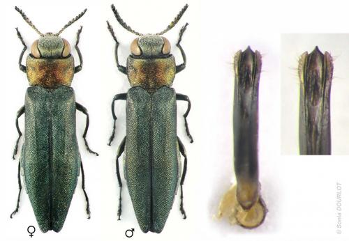 Réf. 36 881 : Agrilus auricollis