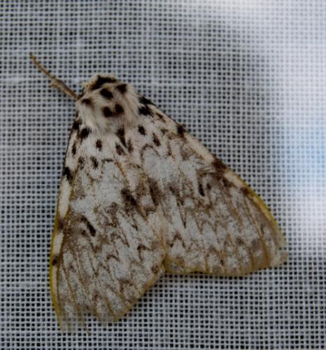 Lymantria monacha