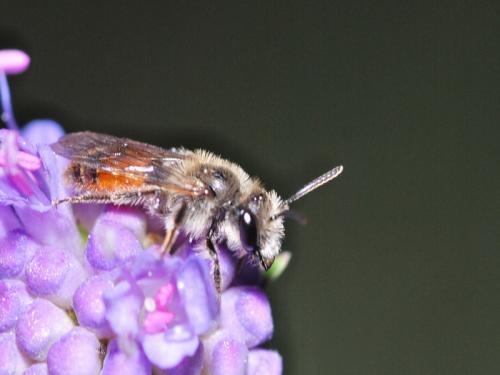 Réf. 36 685 : Andrena marginata