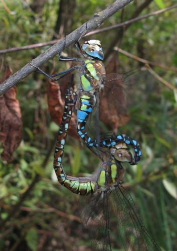 Aeshna mixta