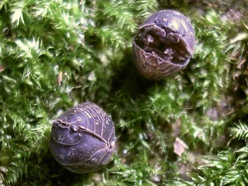 Armadillidium opacum