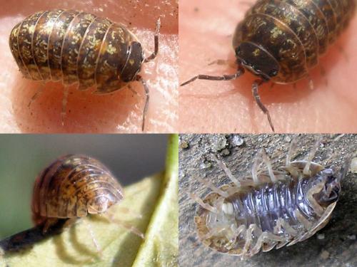 Armadillidium opacum