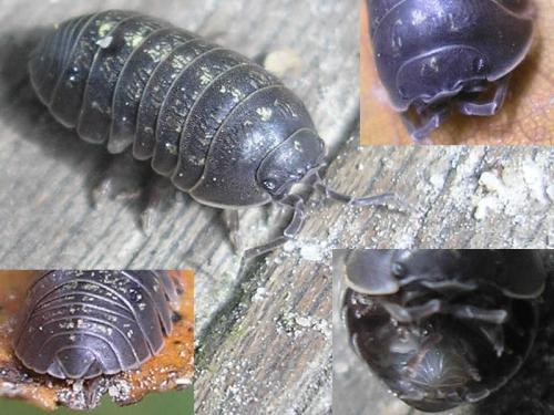 Armadillidium opacum