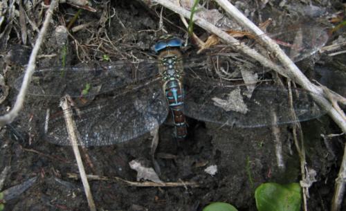 Aeshna affinis