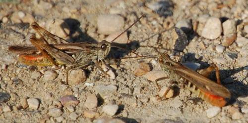 Réf. 36 993 : Chorthippus brunneus brunneus