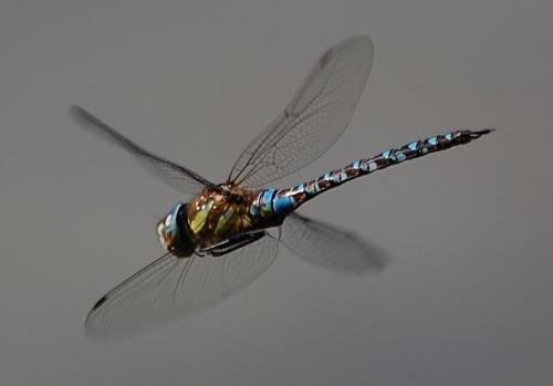 Réf. 36 958 : Aeshna mixta