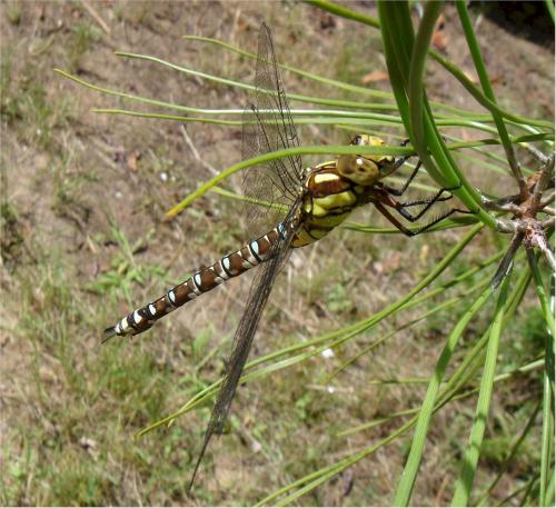 Aeshna cyanea