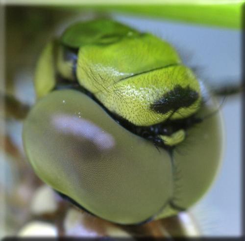 Aeshna cyanea