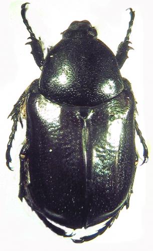 Aethiessa floralis
