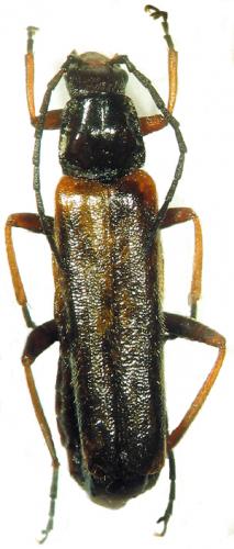 Rhagonycha sp.