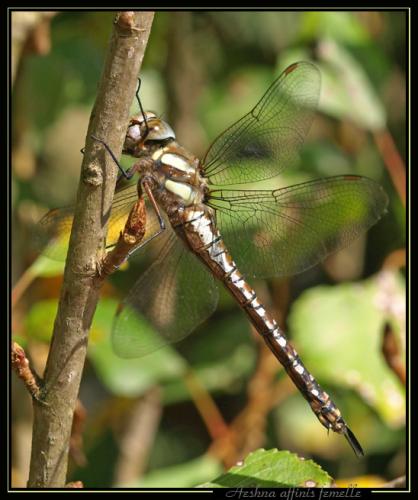 Réf. 36 786 : Aeshna mixta