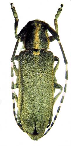 Agapanthia cynarae