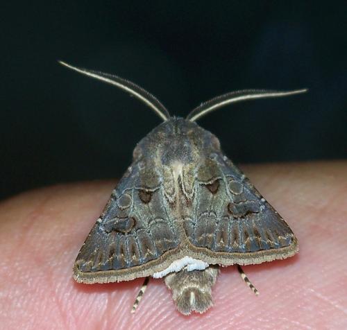 Agrotis bigramma