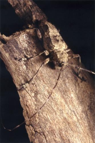 Réf. 36 172 : Ancylonotus tribulus