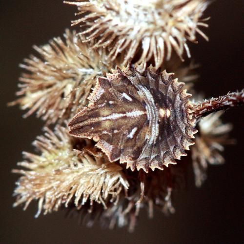 Réf. 36 675 : Ancyrosoma leucogrammes