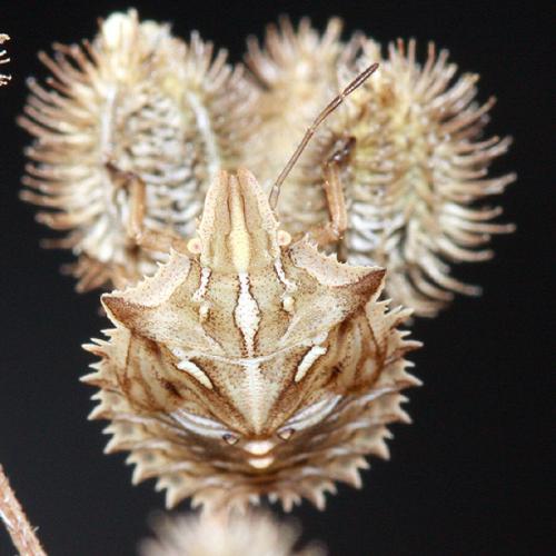 Réf. 36 676 : Ancyrosoma leucogrammes