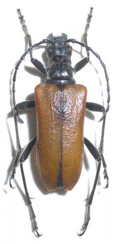 Réf. 36 134 : Anisorus quercus