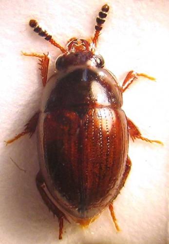 Leiodes sp.