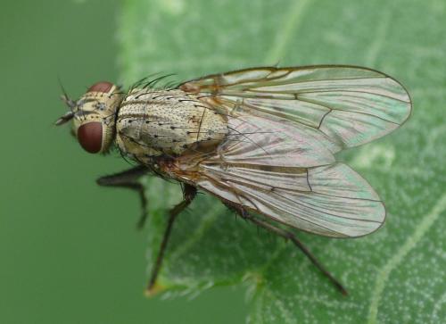 Helina sp.