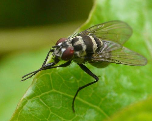 Limnophora obsignata