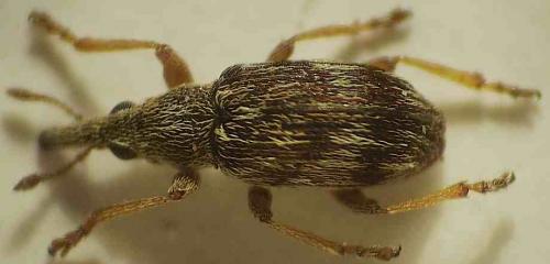 Taeniapion rufulum