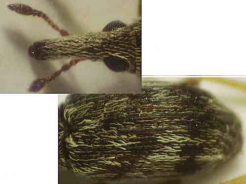 Réf. 36 059 : Taeniapion rufulum