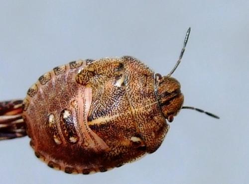 Eurygaster testudinaria