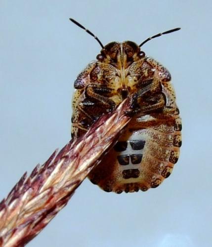 Eurygaster testudinaria