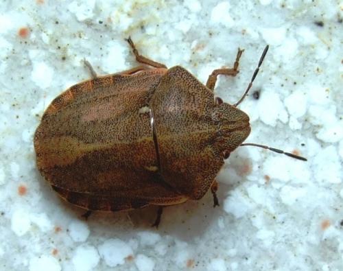 Réf. 36 535 : Eurygaster testudinaria