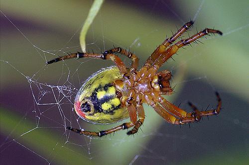 Araniella alpica