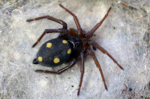 Uroctea durandi