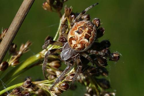 Réf. 36 698 : Larinioides sp.