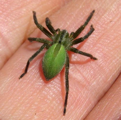 Réf. 36 551 : Micrommata ligurina