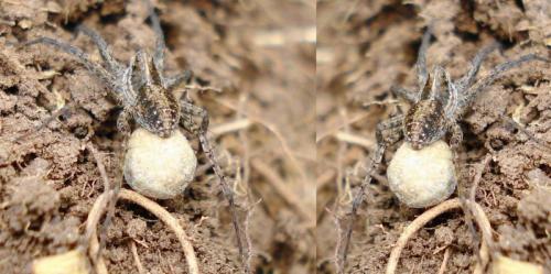 Pardosa sp.