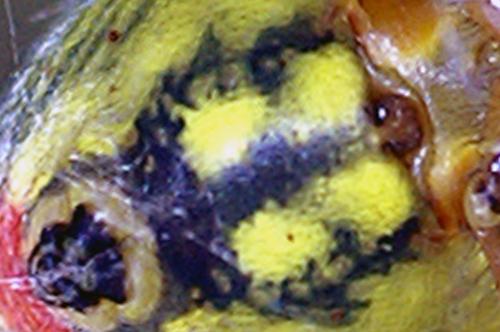 Araniella alpica