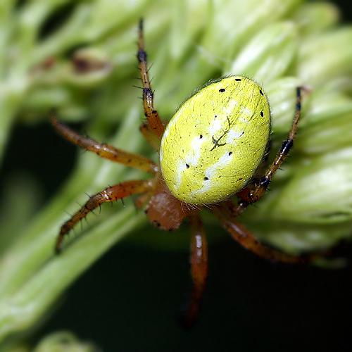 Araniella alpica