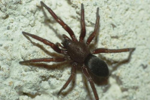 Scotophaeus sp.