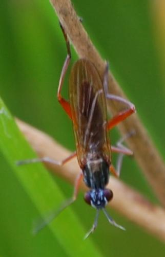 Réf. 36 838 : Sepedon sphegea