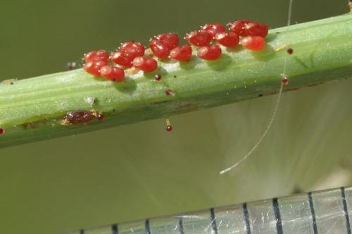 Liorhyssus hyalinus