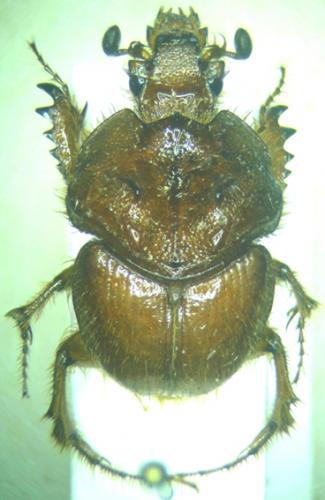 Pseudoathyreus porcatus