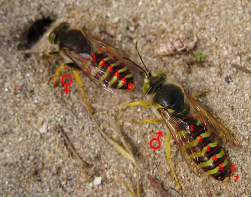 Bembix rostrata