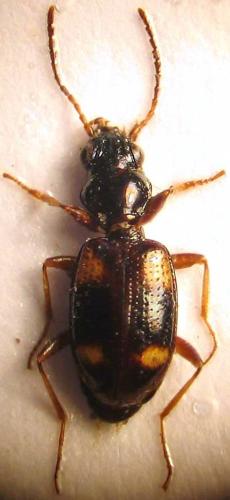 Bembidion quadrimaculatum