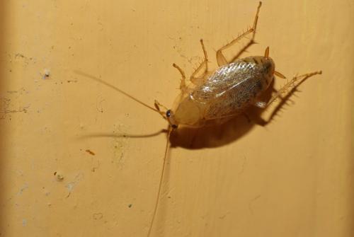 Planuncus vinzi