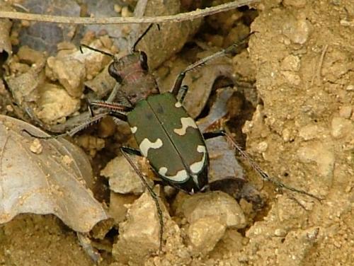 Réf. 36 653 : Cicindela sylvicola