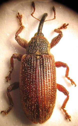 Réf. 36 421 : Bradybatus kellneri